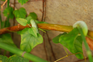 f0000211_21293638.jpg