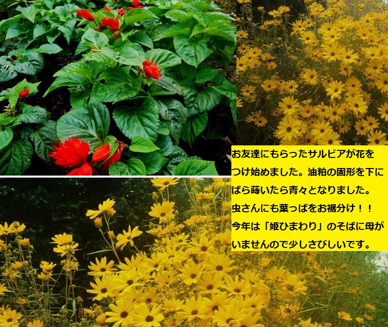 a0206332_14351228.jpg