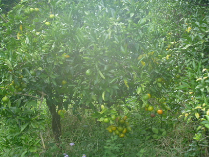 b0246036_13262540.jpg