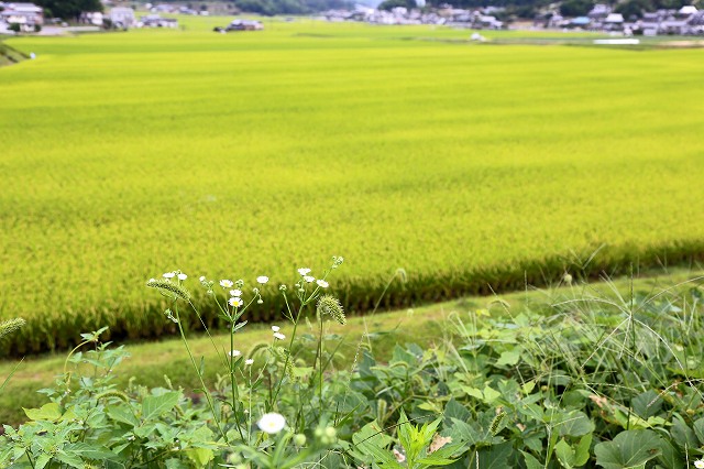 a0242438_18411276.jpg