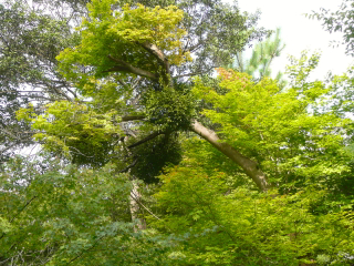 b0325640_20105764.jpg