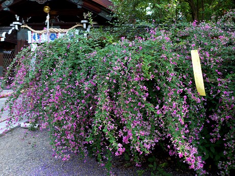c0057946_17403986.jpg