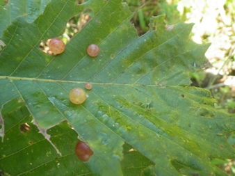 b0079965_4442123.jpg