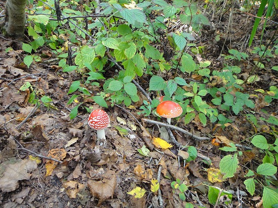 c0337813_23132670.jpg