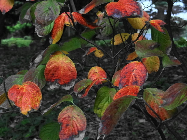 e0016828_11353215.jpg