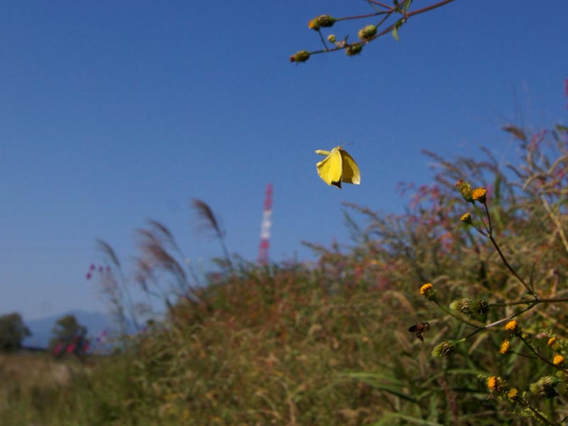 c0045352_17451211.jpg