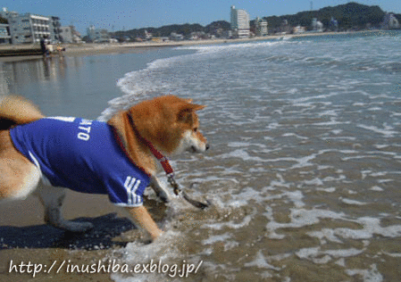a0286855_10593054.gif
