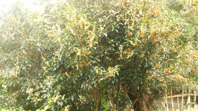 f0063356_9584872.jpg