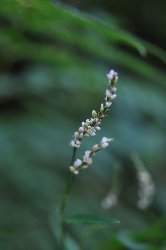 b0104861_2026067.jpg
