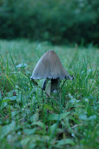 a0061599_7382777.jpg