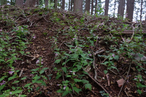 b0281732_11264999.jpg