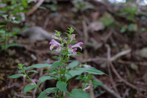 b0281732_11265781.jpg