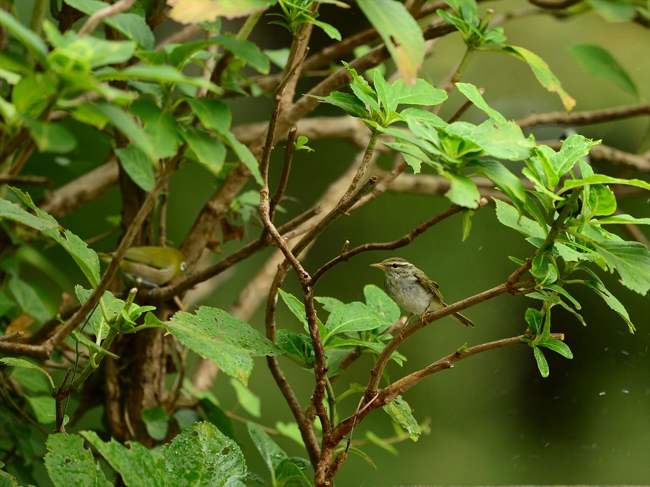 d0157380_9355484.jpg