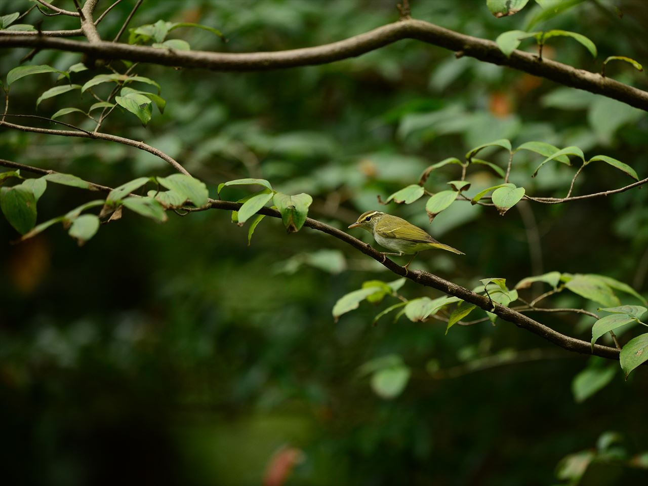 d0157380_9363067.jpg