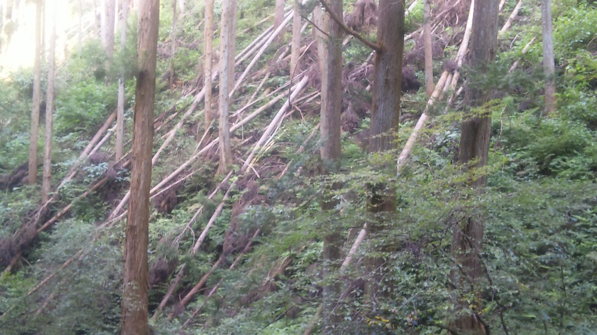 f0131183_1237506.jpg