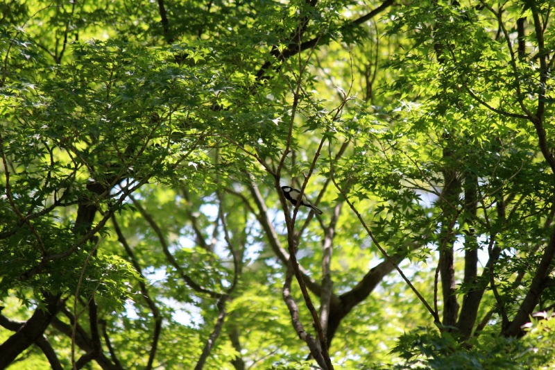 a0127090_14244771.jpg