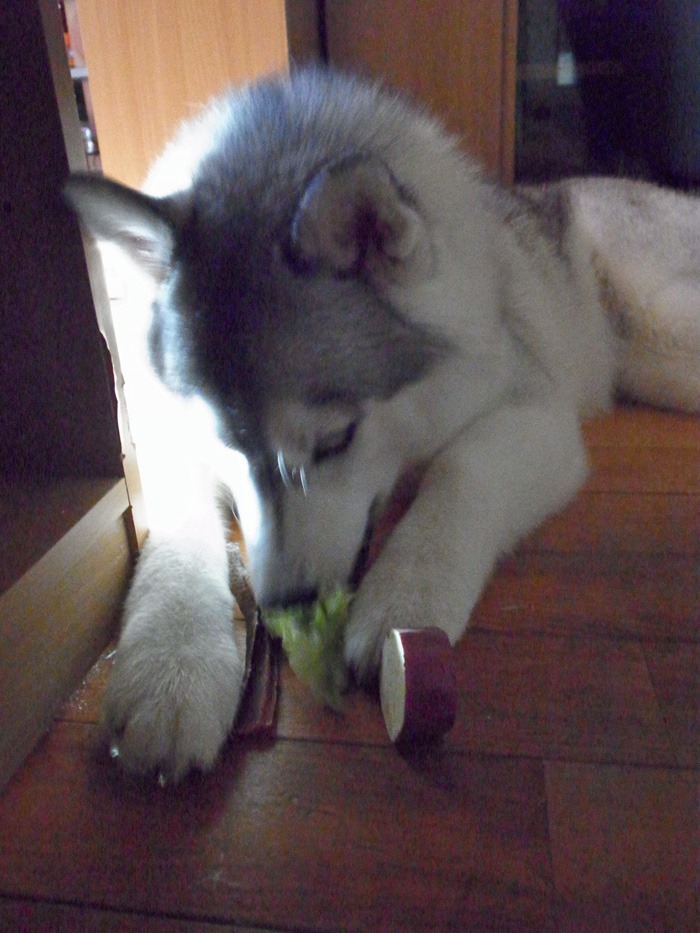 c0049299_21121377.jpg