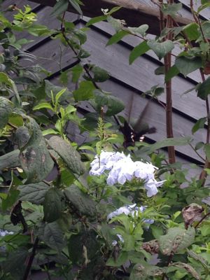 e0233111_7401122.jpg