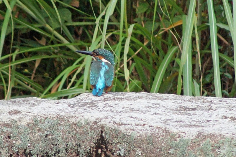 c0042418_8223180.jpg