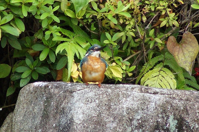 c0042418_8232282.jpg