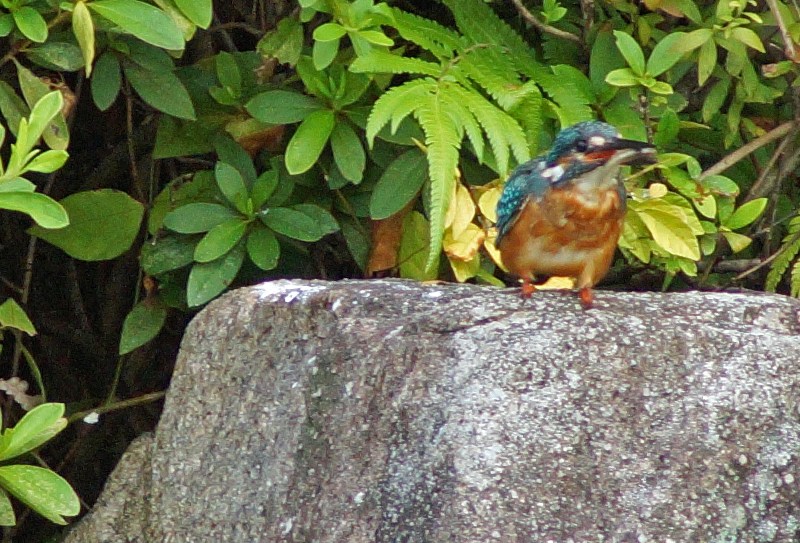 c0042418_8234313.jpg