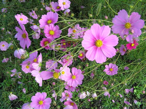 c0283850_11342641.jpg