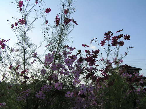 c0283850_11344851.jpg