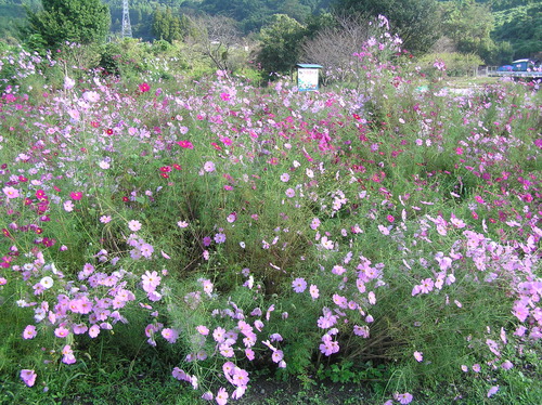 c0283850_1136383.jpg