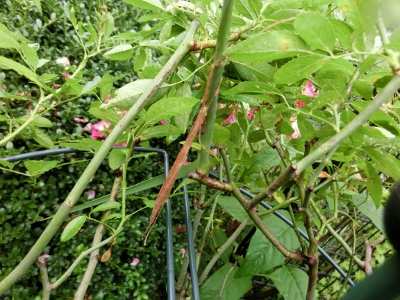 c0328559_21274177.jpg