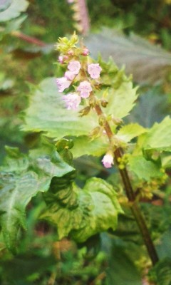c0336266_11322210.jpg