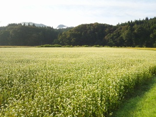 c0248067_8561876.jpg