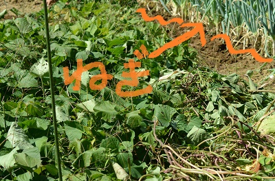 a0158478_11363447.jpg