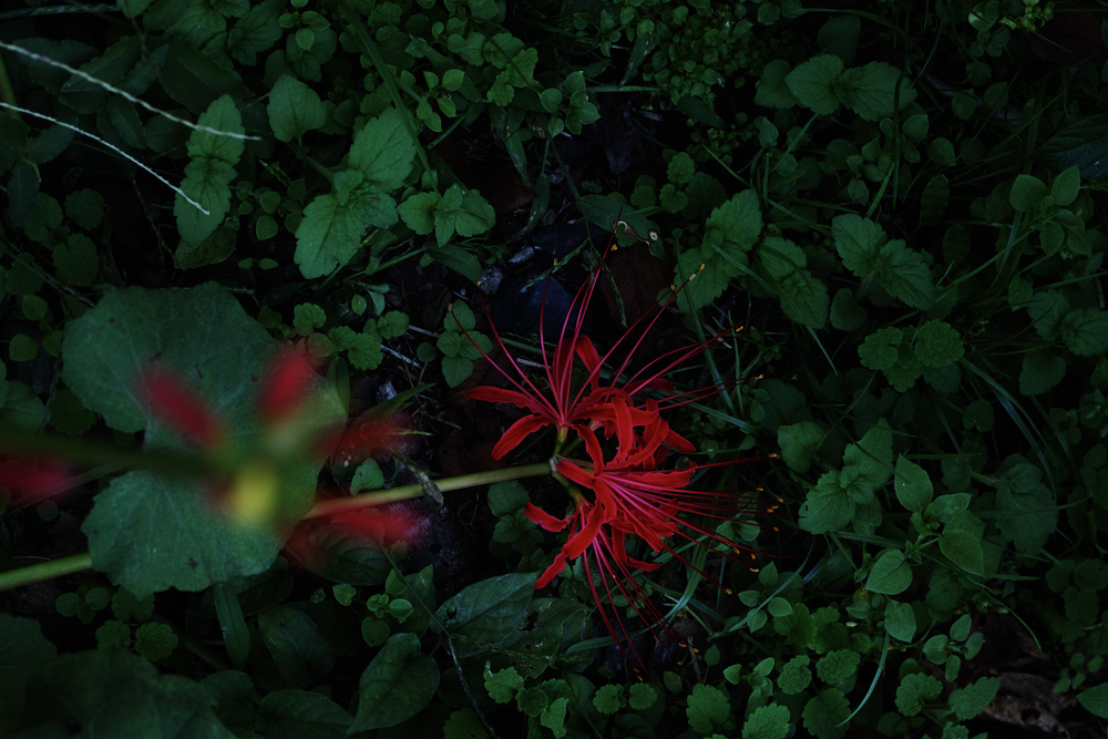 c0059485_21501734.jpg
