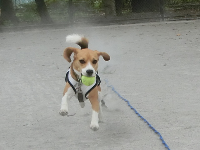 a0319693_846153.jpg
