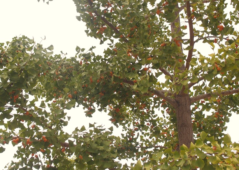 e0018604_17094369.jpg
