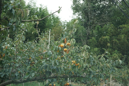 f0353904_14462862.jpg