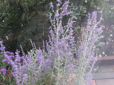 f0325309_15560286.jpg