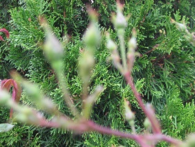 f0325309_15563145.jpg