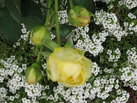 f0325309_15564691.jpg