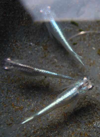 e0097534_17331658.jpg