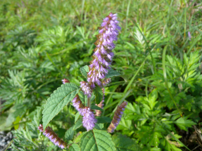e0272335_20222837.jpg