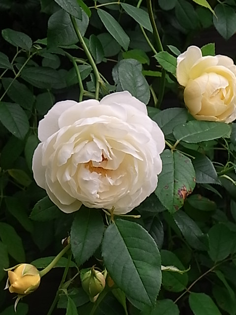 e0017562_1826522.jpg