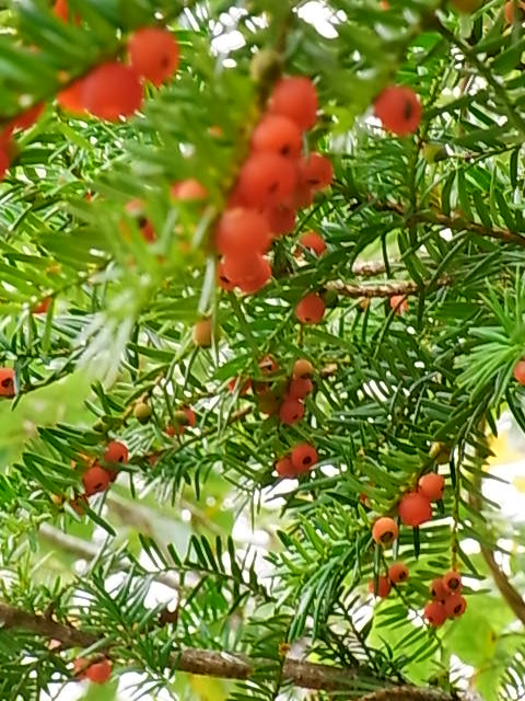 e0017562_18361292.jpg