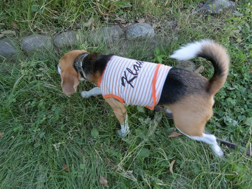 a0319693_9334429.jpg