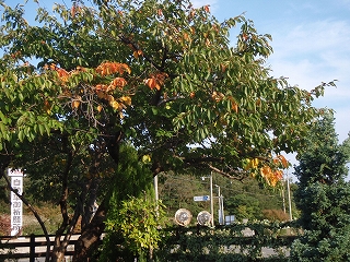 b0199498_16263612.jpg