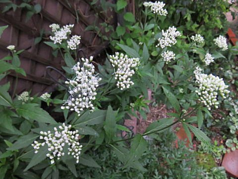 d0046702_7322157.jpg