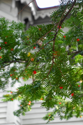 d0090824_19592655.jpg