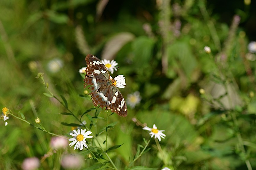 d0303129_426213.jpg