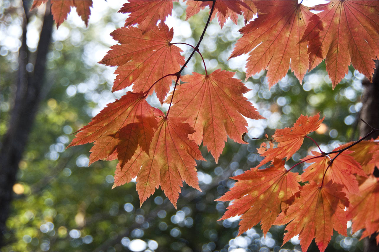 a0245331_20335526.jpg