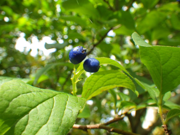 f0118332_012369.jpg